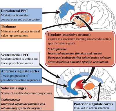 Subcortical Dopamine and Cognition in Schizophrenia: Looking Beyond Psychosis in Preclinical Models